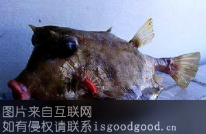 楠木渡猪嘴鱼特产照片