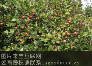 黎平侗乡油茶特产照片