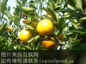 蒲江柑橘特产照片