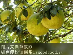 泸州九狮柚特产照片