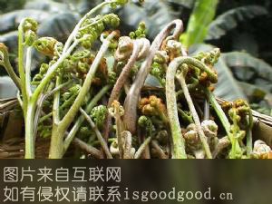 北川蕨菜特产照片