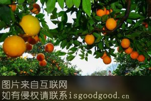 金凤柑橘特产照片