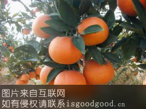 通川柑橘特产照片