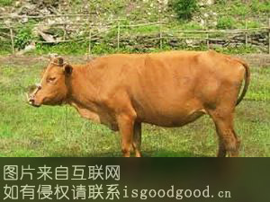 空山黄牛特产照片