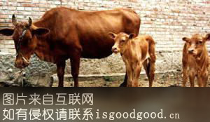 三江黄牛特产照片