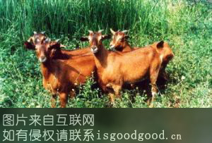 汶川铜羊特产照片