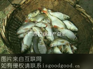 三江禾花鲤鱼特产照片