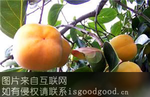 北京大磨盘柿特产照片