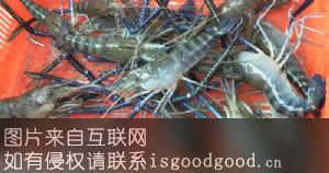 南沙罗氏沼虾特产照片