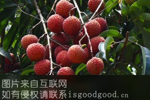 南沙桂味荔枝特产照片