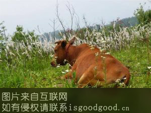 太湖黄牛特产照片