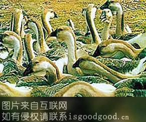 五香溪家禽特产照片