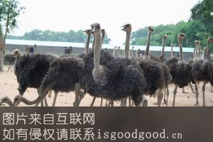 江门鸵皇鸵鸟肉特产照片