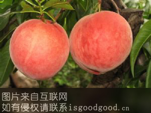 园艺鲜桃特产照片