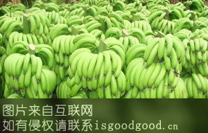 茂名香蕉特产照片