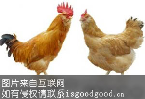 石坝“三黄鸡”特产照片