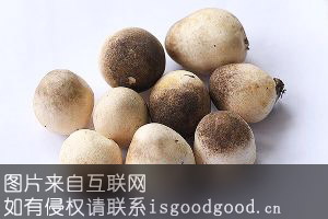 龙门草菇特产照片