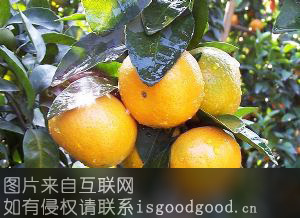饶平蕉柑特产照片