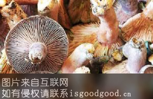 南岳雁鹅菌特产照片