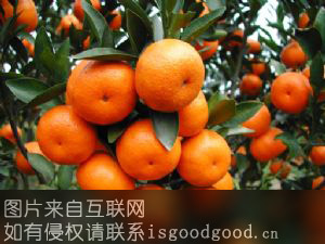 对塘坪柑橘特产照片