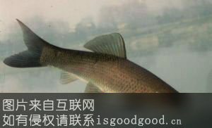 海子湖青鱼特产照片