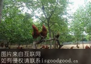 嵩县爬树鸡特产照片
