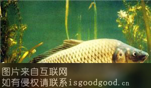 新乡黄河鲤鱼特产照片