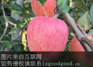 二仙坡苹果特产照片