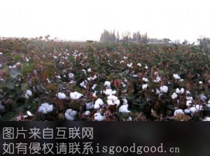 邓州市棉花特产照片