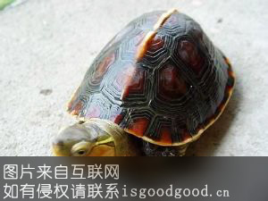 新县黄缘闭壳龟特产照片