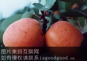 济南红玉杏特产照片