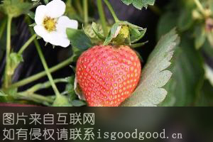 博山草莓特产照片