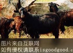 五井黑山羊特产照片