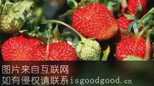 长虹草莓特产照片