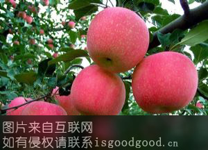 惠民短枝红富士苹果特产照片