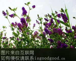 阳信紫花苜蓿特产照片