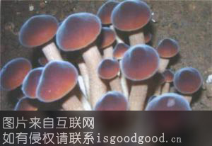 中华神菇特产照片