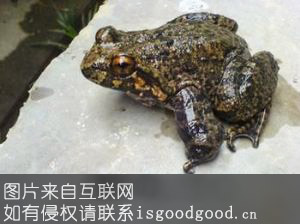 武宁石蛙特产照片