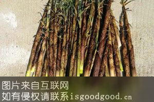 天然竹笋特产照片