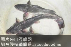 峡江鮰鱼特产照片