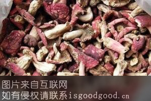 宝山红菇特产照片