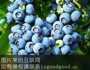 大圩蓝莓特产照片