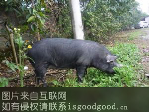 玉山黑猪特产照片
