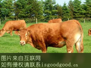 金寨黄牛特产照片