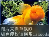 杭州金鱼特产照片