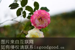 平阳玫瑰花特产照片