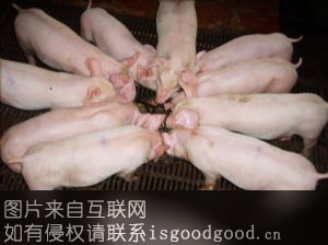 新丰三元猪特产照片