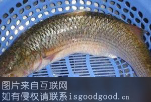 新河鲻鱼特产照片