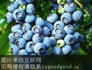 溧水白马蓝莓特产照片