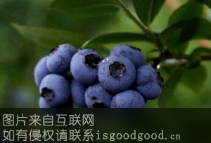 六步山蓝莓特产照片